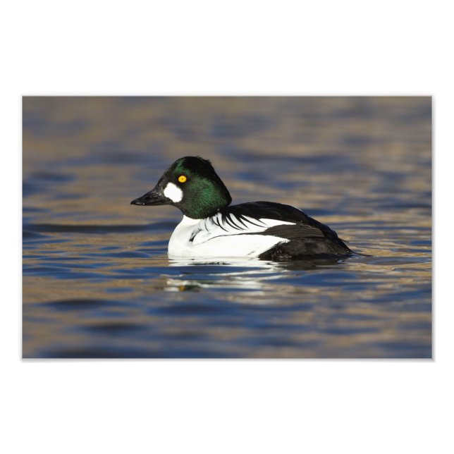 Male Goldeneye anka Fototryck (Framsidan)