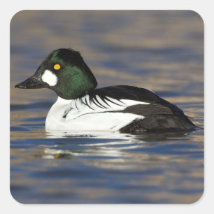Male Goldeneye anka Fyrkantigt Klistermärke