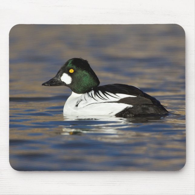 Male Goldeneye anka Musmatta (Framsidan)