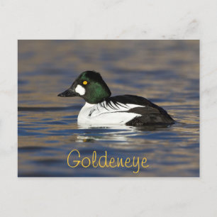 Male Goldeneye Anka Vykort