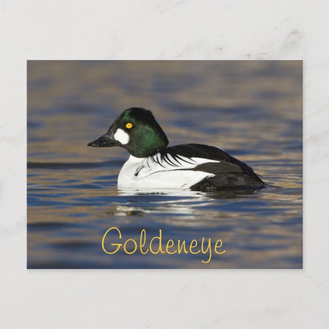 Male Goldeneye Anka Vykort (Framsida)