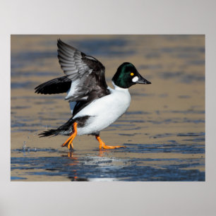 Male Goldeneye flappande på is Poster