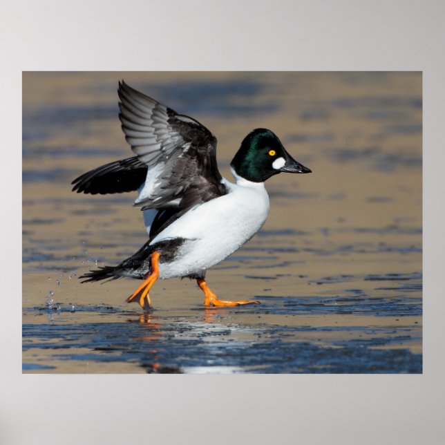 Male Goldeneye flappande på is Poster (Framsidan)