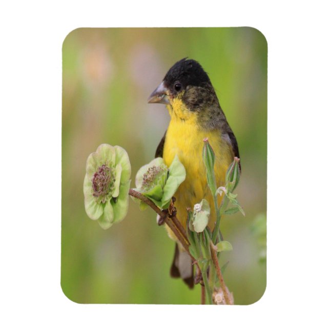 Male Goldfinch Magnet (Vertikal)