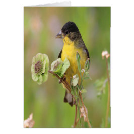 Male Goldfinch på blommor Hälsningskort