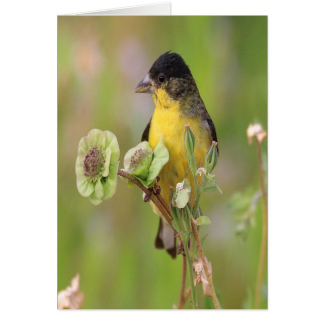 Male Goldfinch på blommor Hälsningskort (Framsidan)