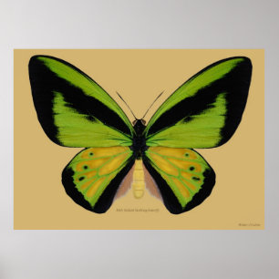 Male Goliath birdwing fjäril Poster