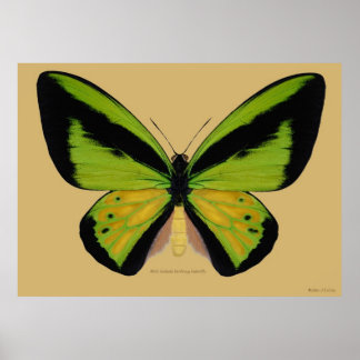 Male Goliath birwing Butterfly Poster
