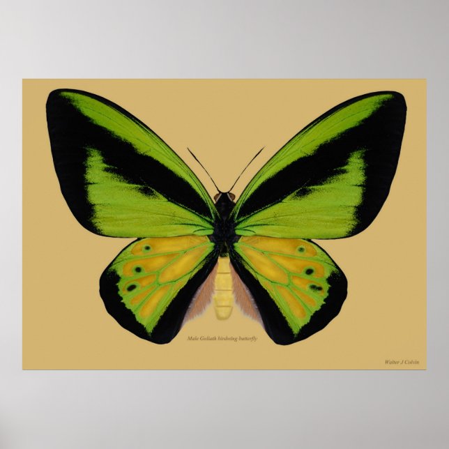 Male Goliath birwing Butterfly Poster (Framsidan)