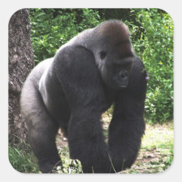 Male gorilla för Silverback som går head down.jpg Fyrkantigt Klistermärke