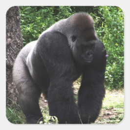 Male gorilla för Silverback som går head down.jpg Fyrkantigt Klistermärke