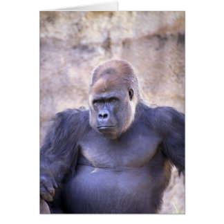 Male Gorilla Hälsningskort