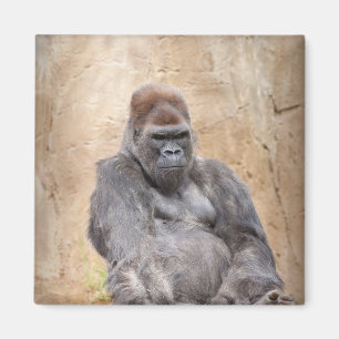 Male Gorilla Magnet