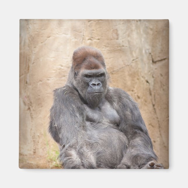 Male Gorilla Magnet (Framsidan)