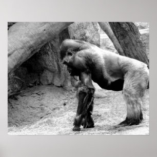 Male Gorilla Profile in Black and White Poster