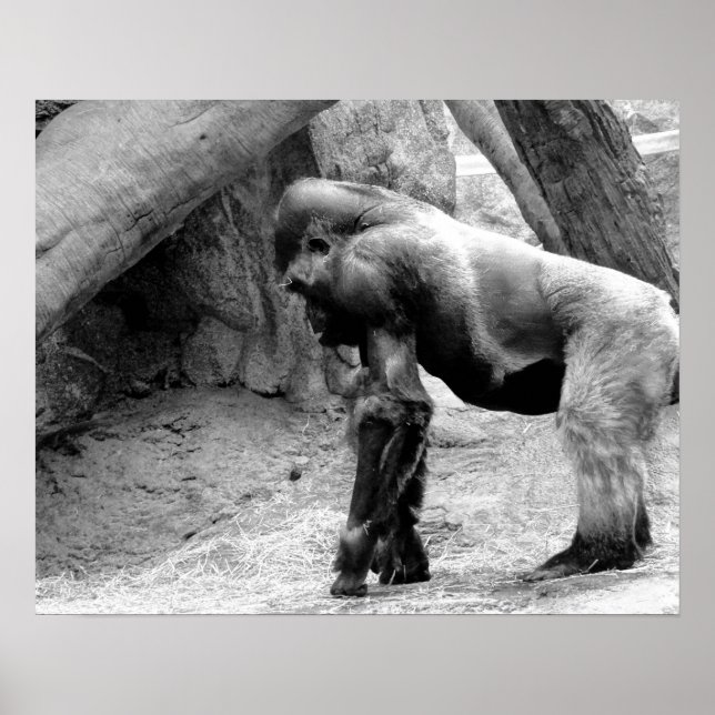 Male Gorilla Profile in Black and White Poster (Framsidan)