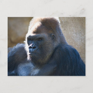 Male Gorilla Vykort
