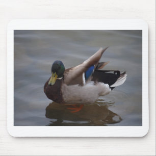 Male gräsandanka musmatta