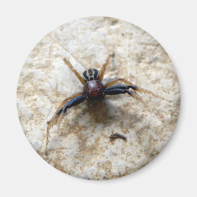 Male Ground Crab Spider Magnet (Framsidan)