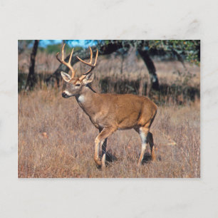 Male Hjort Buck med Antlers Vykort
