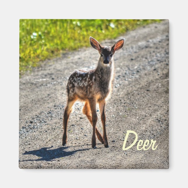 Male Hjort Fawn Wildlife Animal Design Magnet (Framsidan)