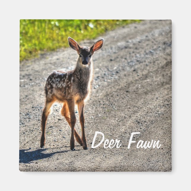 Male Hjort Fawn Wildlife Animal Design Magnet (Framsidan)