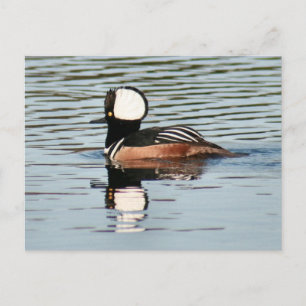 Male Hooded Merganser Anka Photo Postcard Vykort