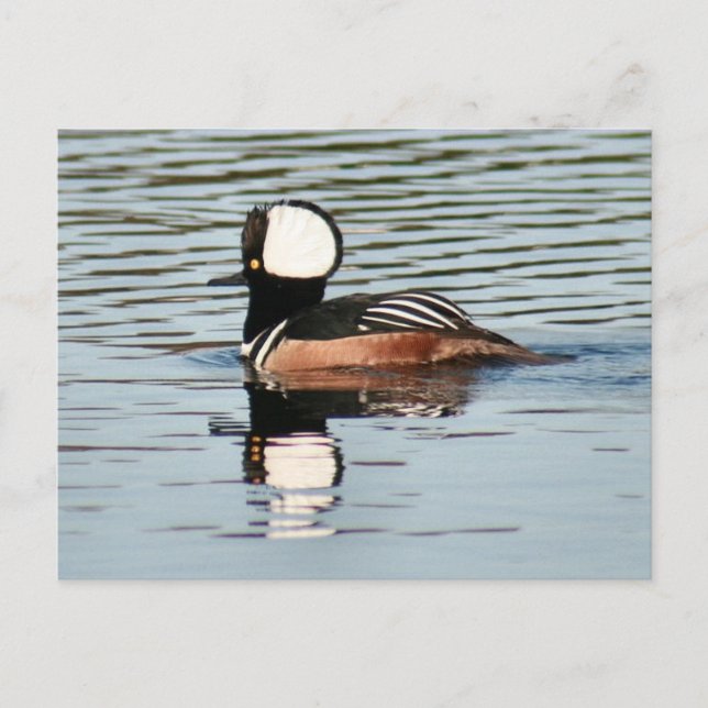 Male Hooded Merganser Anka Photo Postcard Vykort (Framsida)