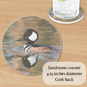 Male Hooded Merganser Swimming på Bäck Underlägg
