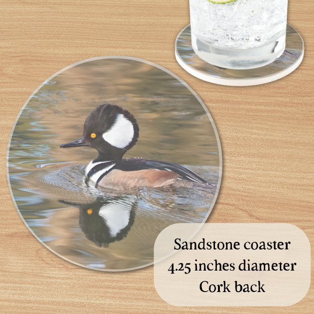 Male Hooded Merganser Swimming på Bäck Underlägg (A great gift for bird lovers, this sandstone coaster features a hooded merganser duck on the water.)