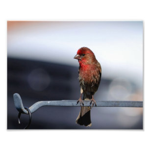 Male House Finch Fototryck