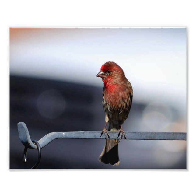 Male House Finch Fototryck (Framsidan)