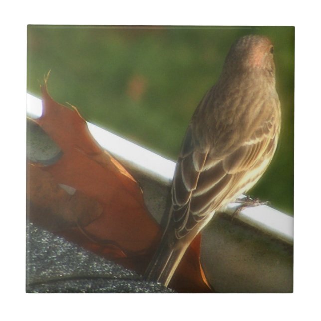 Male House Finch Kakelplatta (Framsidan)