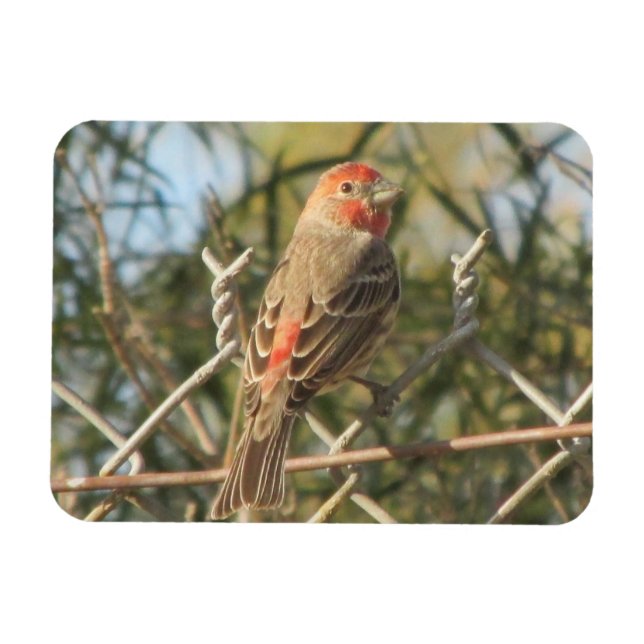 Male House Finch Magnet (Horisontell)