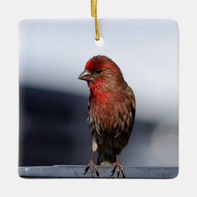 Male House Finch Ornament (Framsida)