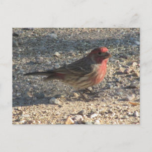 Male House Finch-vykort Vykort