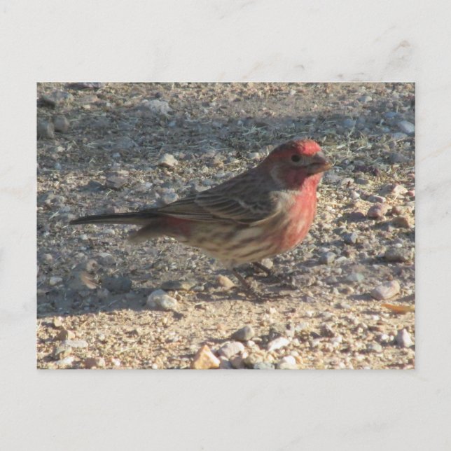 Male House Finch-vykort Vykort (Framsida)