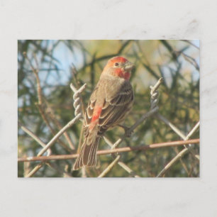 Male House Finch-vykort Vykort