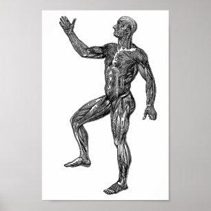 Male Human Anatomy Muscles Medical Science Art Poster