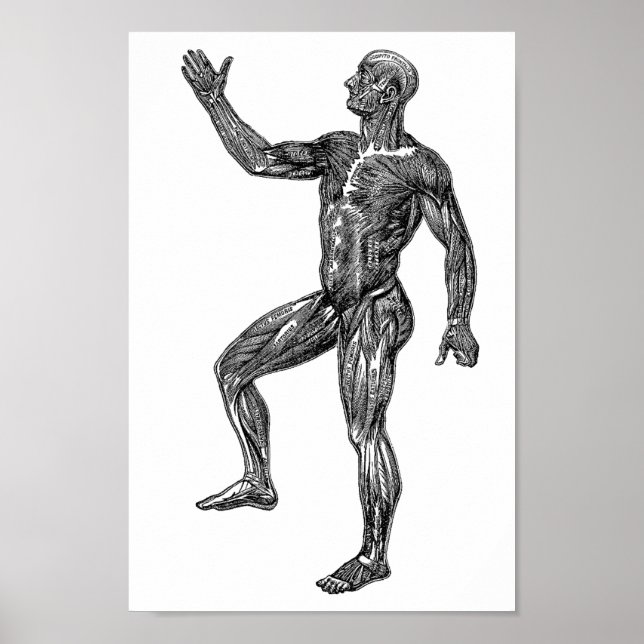 Male Human Anatomy Muscles Medical Science Art Poster (Framsidan)