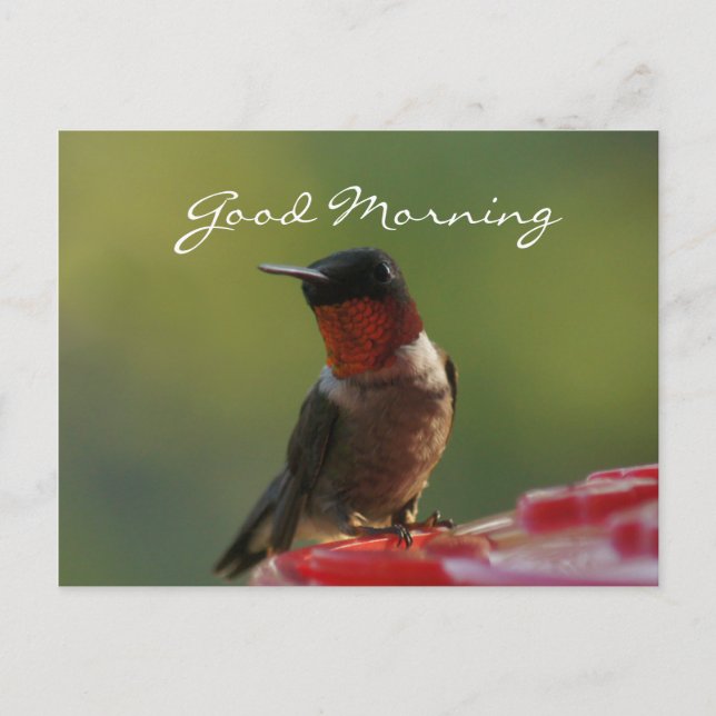 Male Hummingbird Postcard - anpassa Vykort (Framsida)