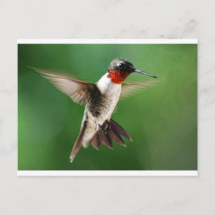 Male Hummingbird Vykort