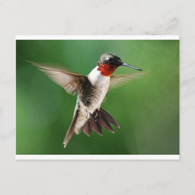 Male Hummingbird Vykort (Framsida)