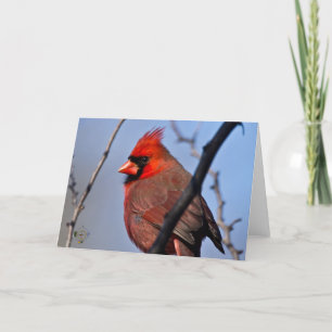 Male huvudsaklig vinterträdLee Hiller fotografi Kort