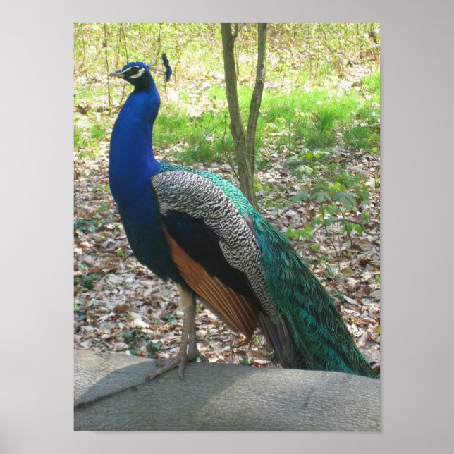 Male Indian Peacock Poster (Framsidan)