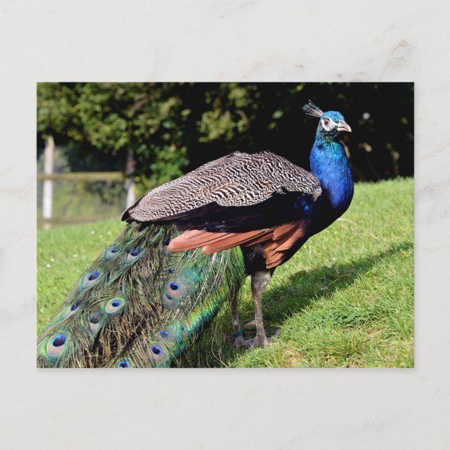 Male Indian Peafowl Vykort (Framsida)