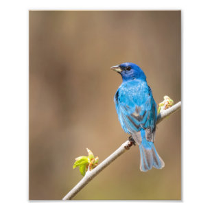 Male Indigo Bunting Bird i Vår Träd Fototryck