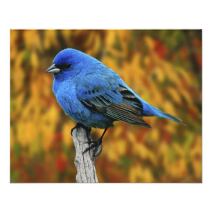 Male Indigo Bunting, Passerina cyanea Fototryck