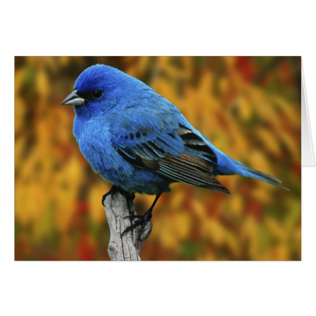 Male Indigo Bunting, Passerina cyanea Hälsningskort (Framsidan Horizontal)