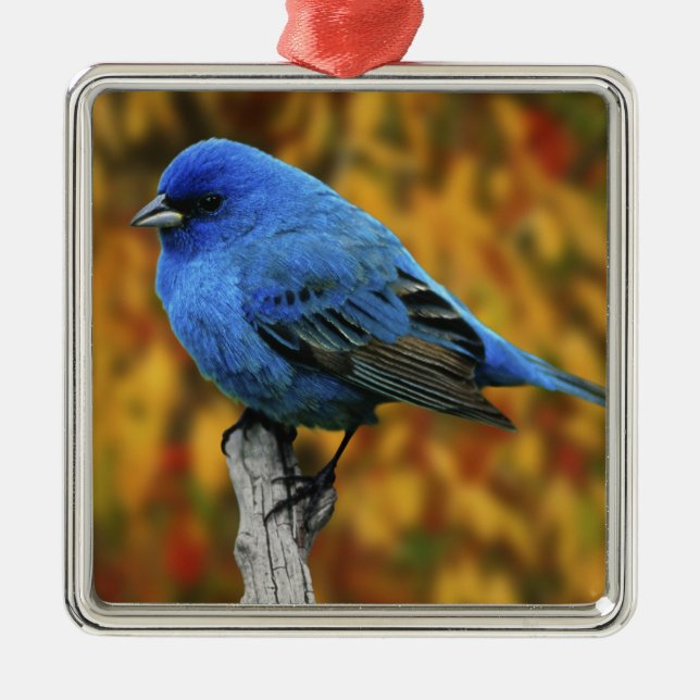 Male Indigo Bunting, Passerina cyanea Julgransprydnad Metall (Framsidan)